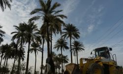 بساتين مهدّدة بالهلاك.. أكثر من 500 إصابة بـ "سوسة النخيل" شمال بغداد